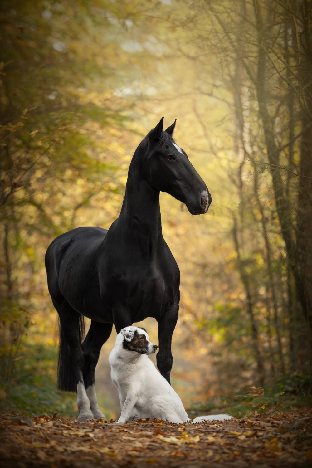 A dog and his horse