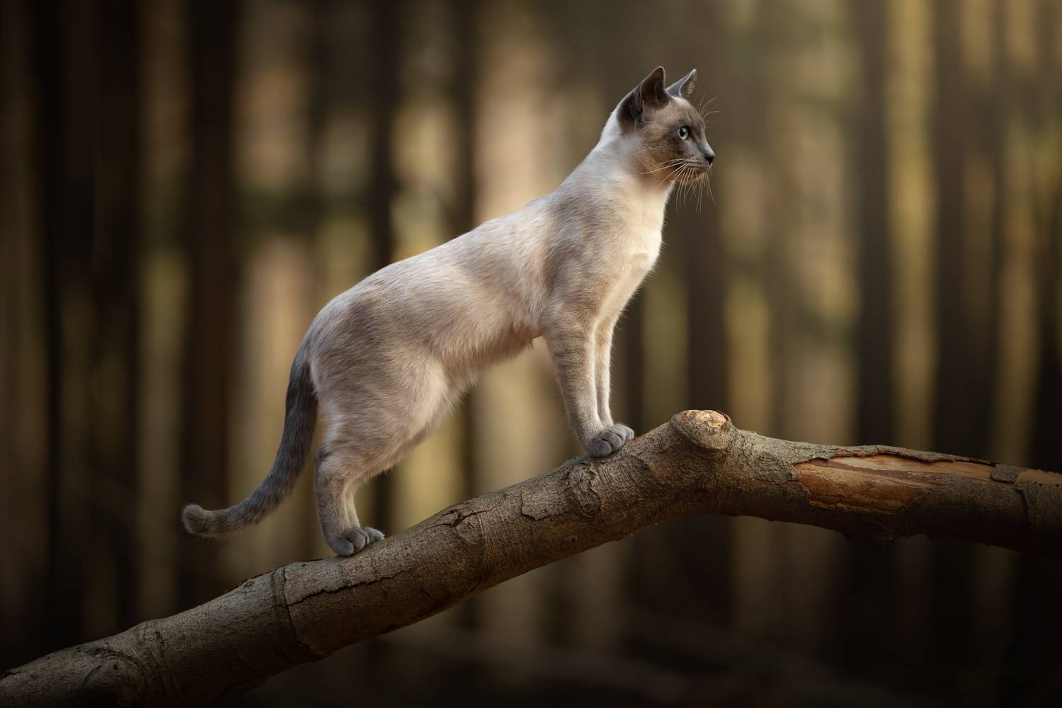 On the lookout On the lookout