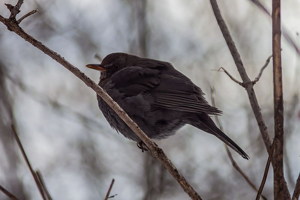 Photograph by Георгий Машкин
