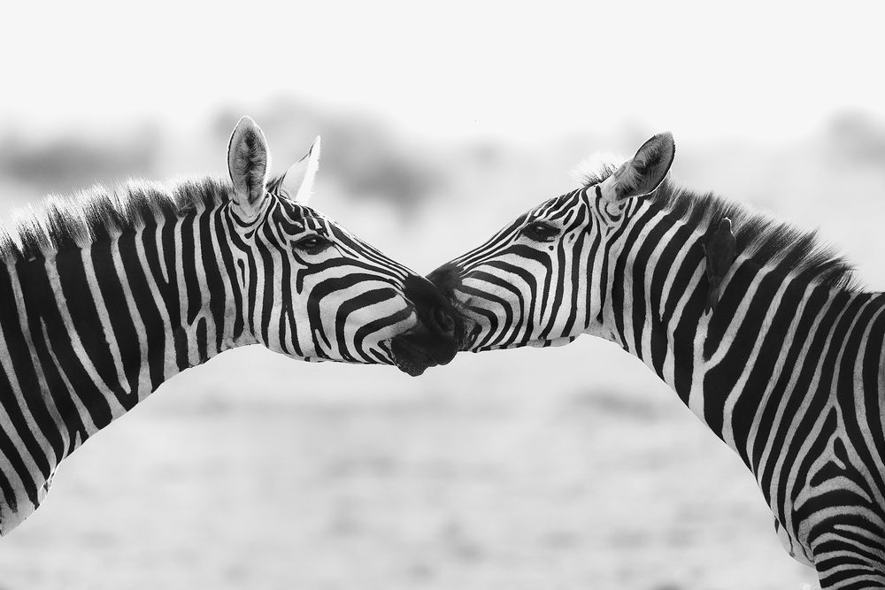 Symmetry of Connection