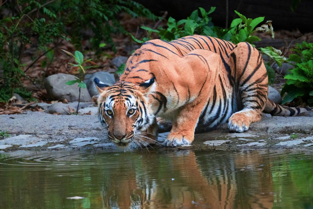 Photograph by ANEESH BHASKARAN