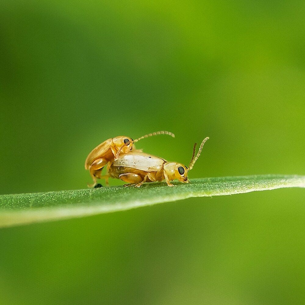Photograph by G bauri