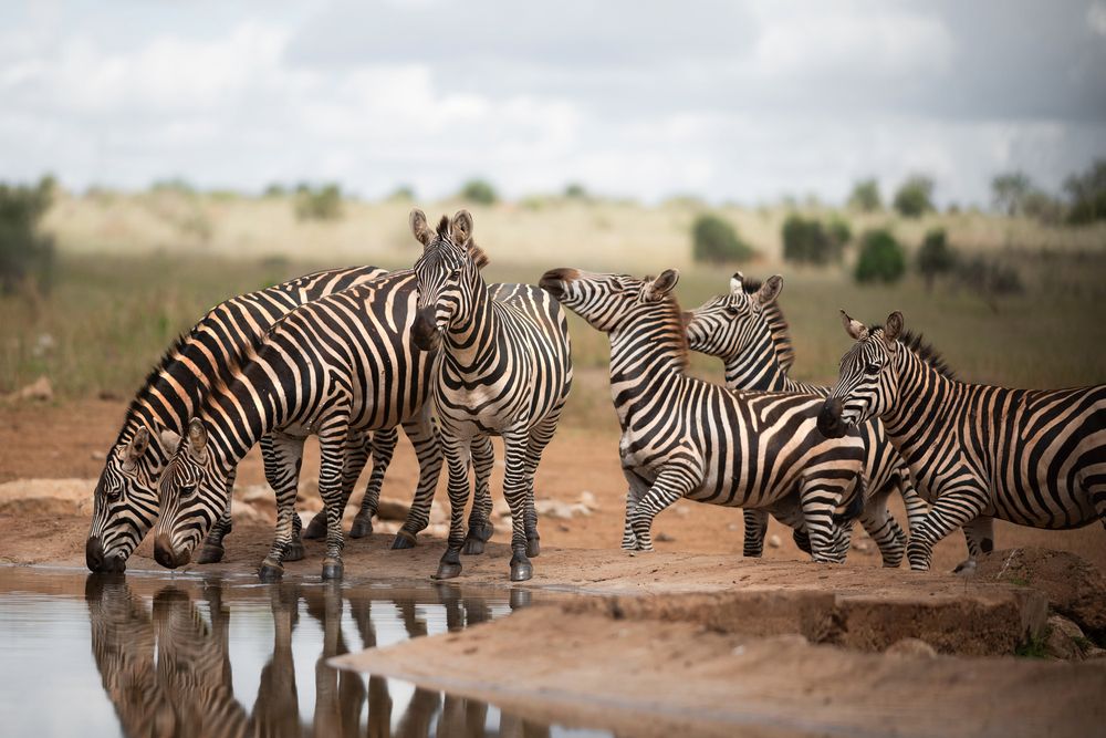 Watering Hole Rhythms