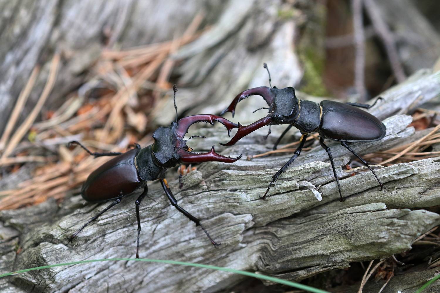 Два соперника жука...   (жук-олень)