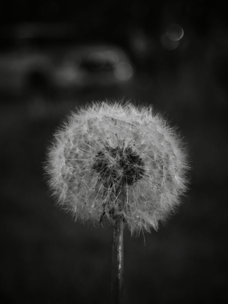 Photograph by Александр Градобоев