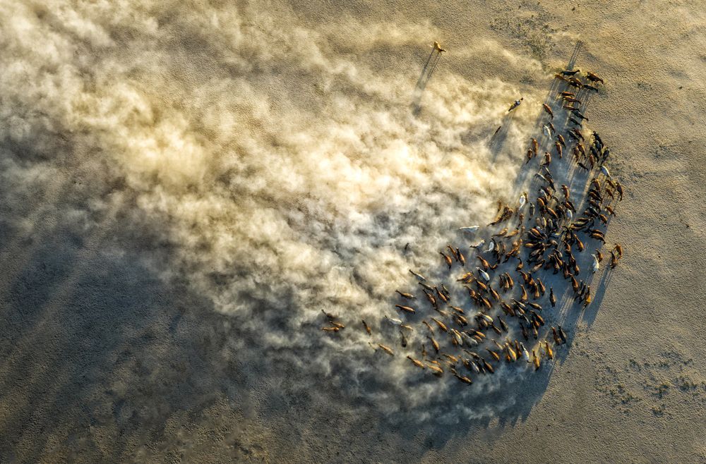 Wild Horses 02