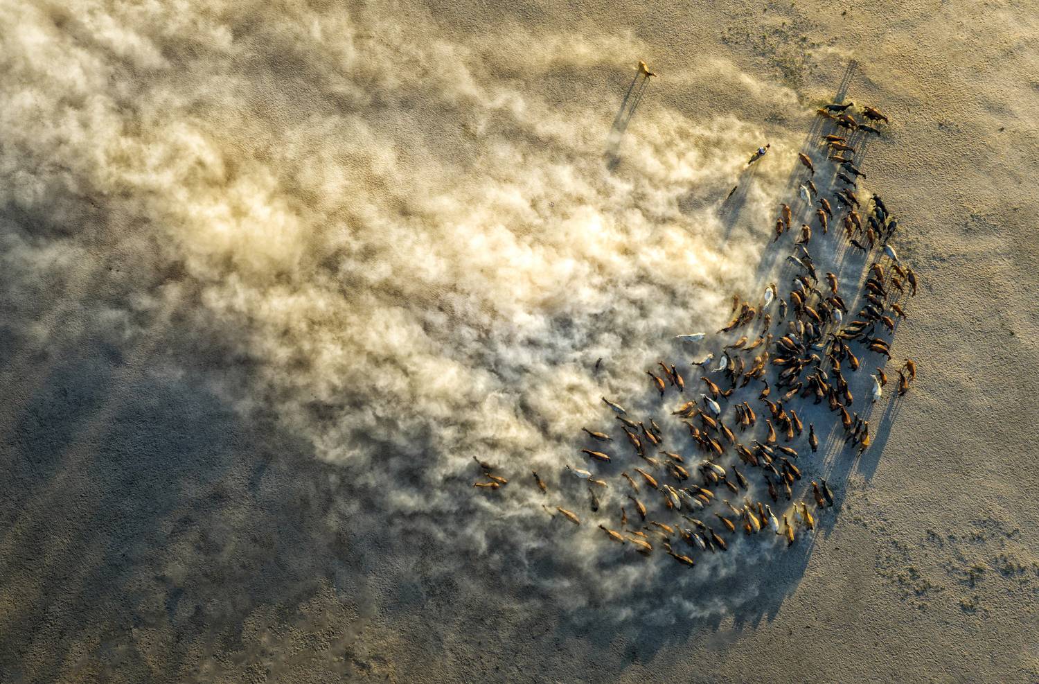 Wild Horses 02