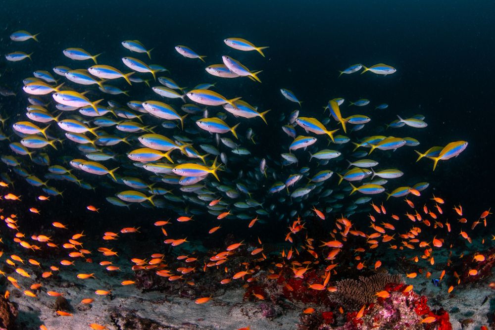Reefs