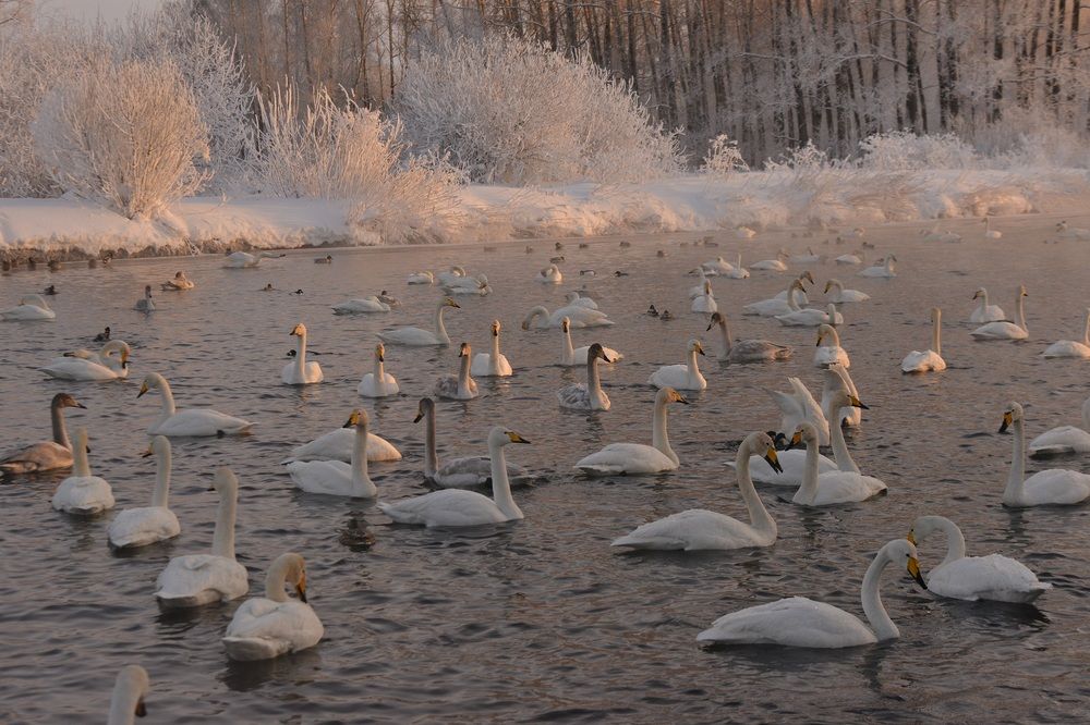 Photograph by Альфия Бикмухаметова