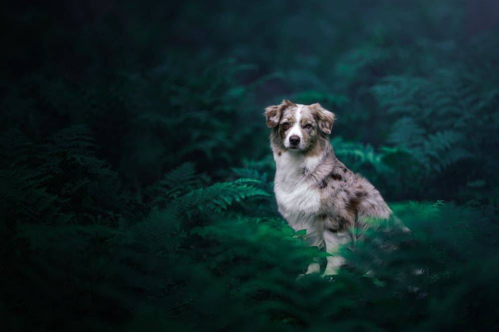 Guardian of the Green