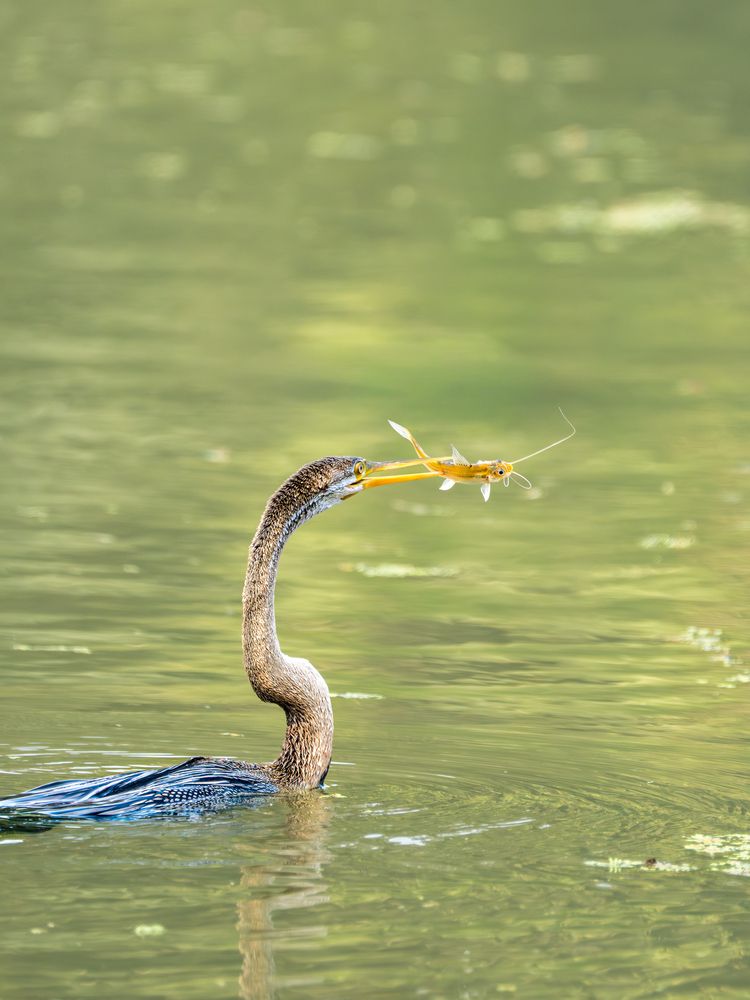 Photograph by ANEESH BHASKARAN