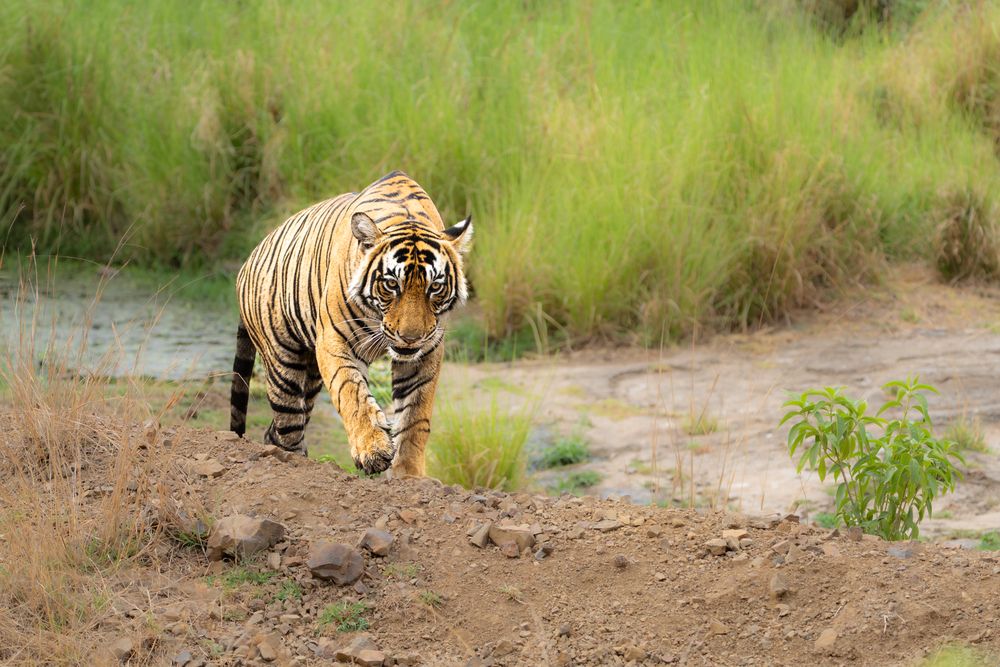 Photograph by ANEESH BHASKARAN