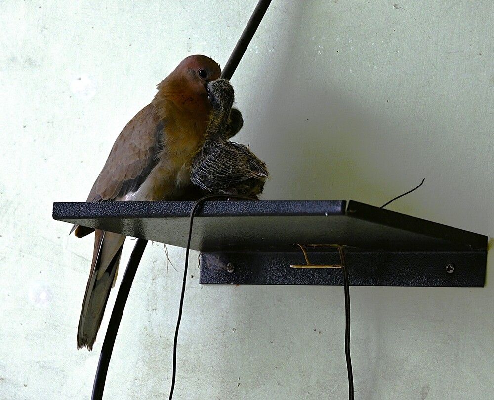 Mother’s Gentle Care