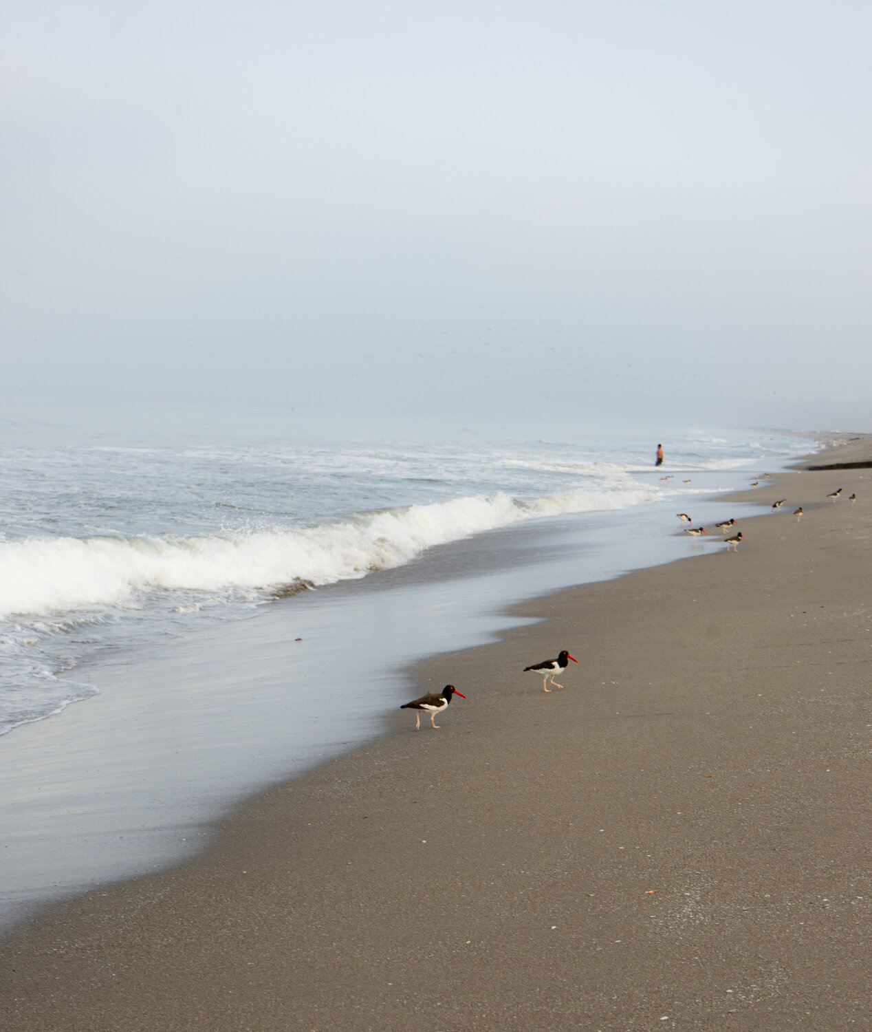 Photo #13302285