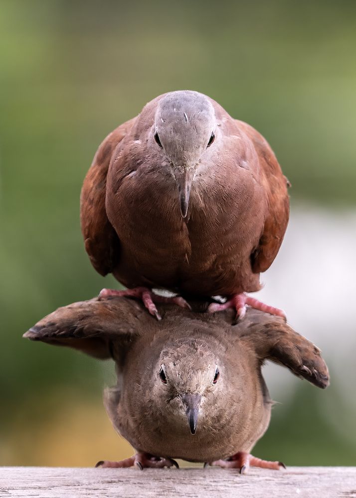 Photograph by Rose-Anne Reyes