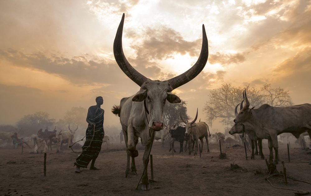 Mundari Chronicles