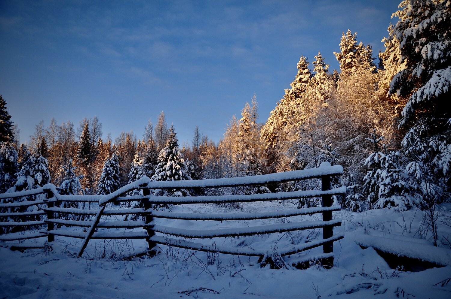 Photo #13302511