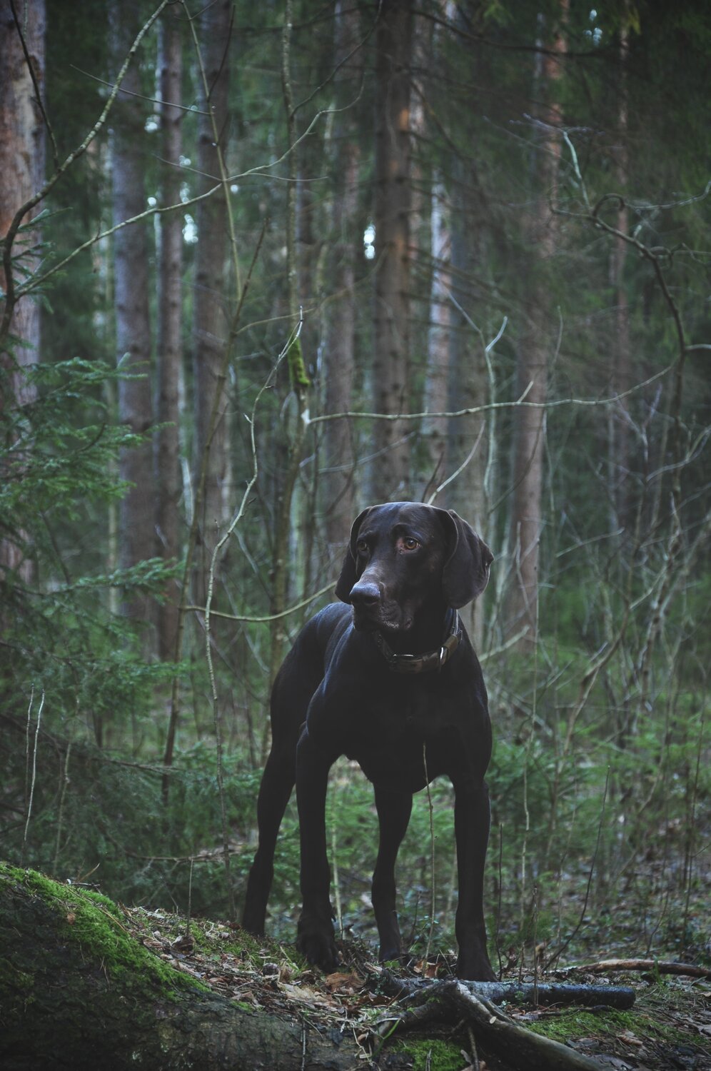 Photo #13302526