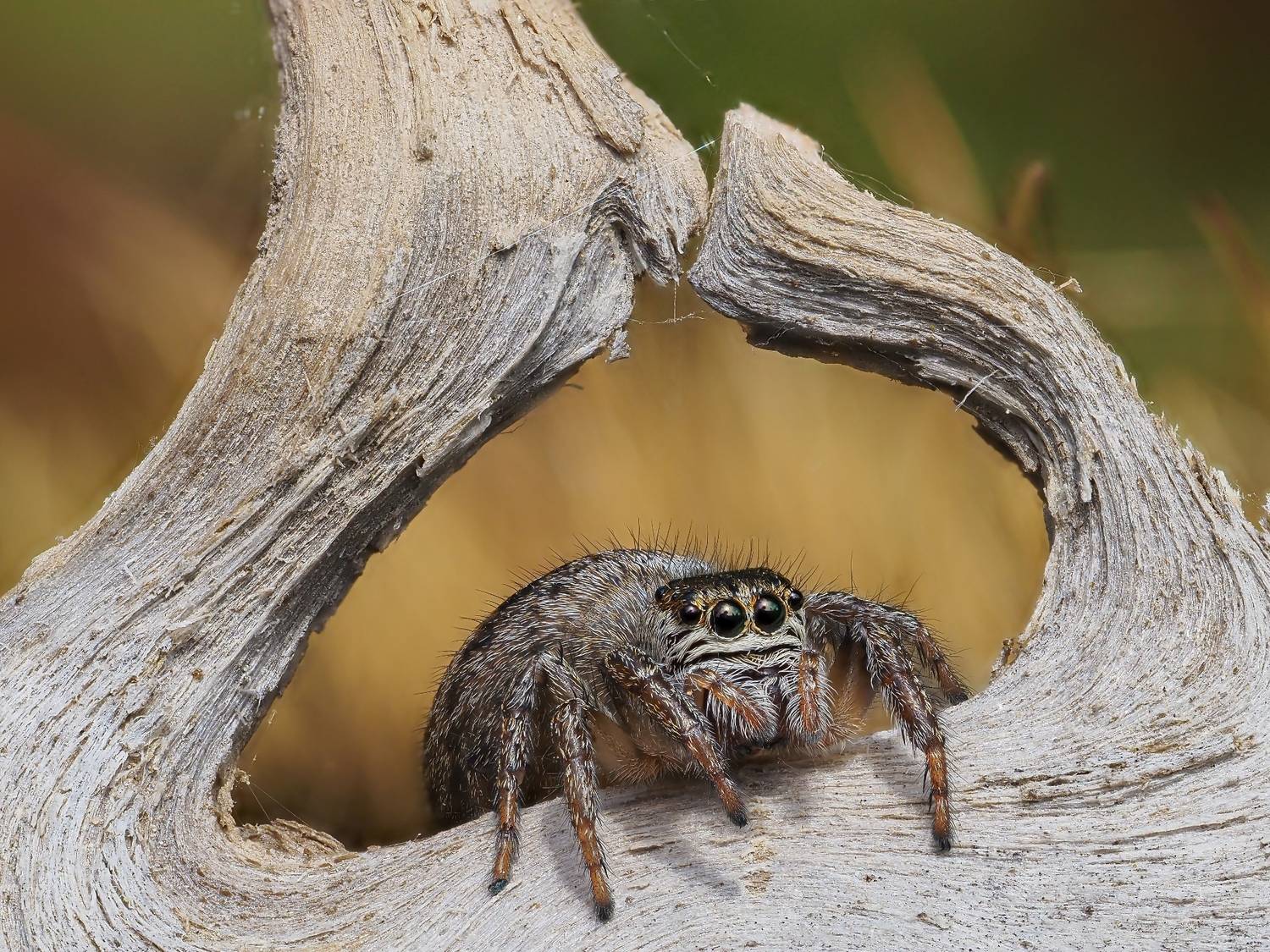Паук-скакунчик Evarcha arcuata.