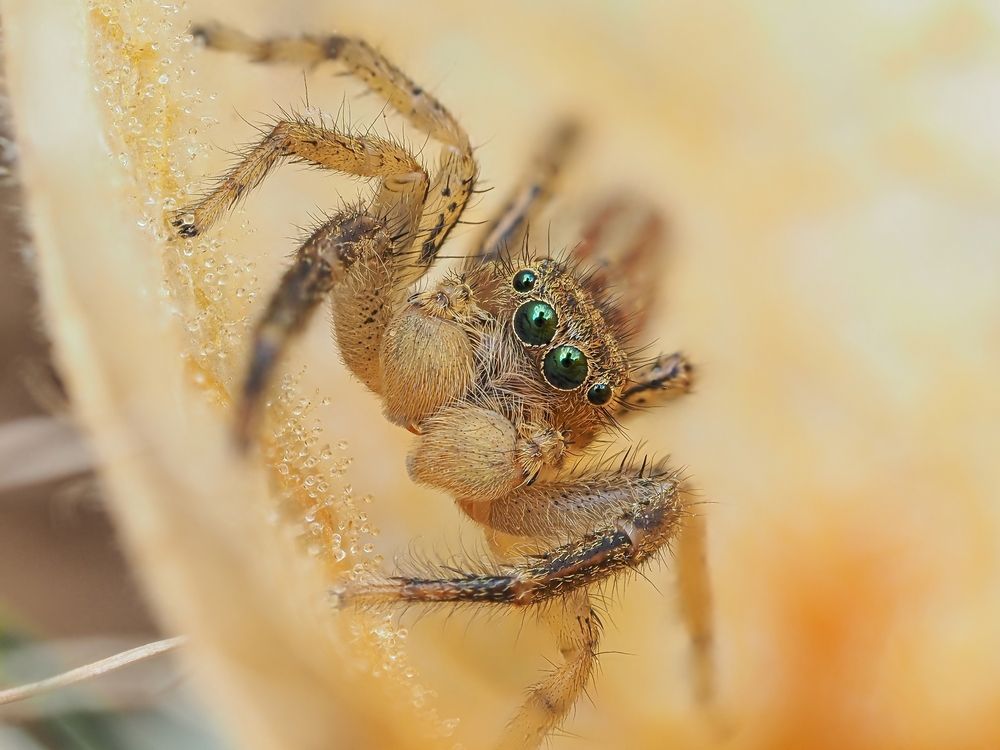 Паук-скакунчик Marpissa radiata
