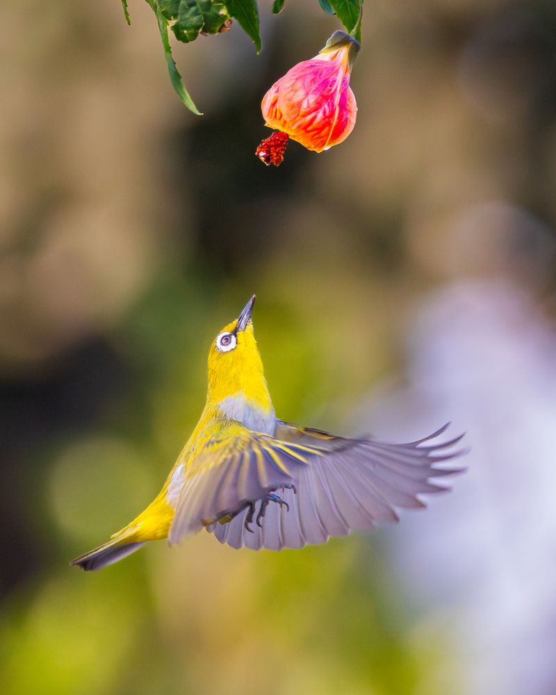 Photograph by RINI GHOSH