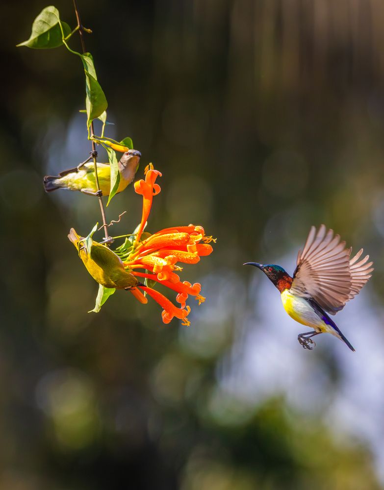 Photograph by RINI GHOSH