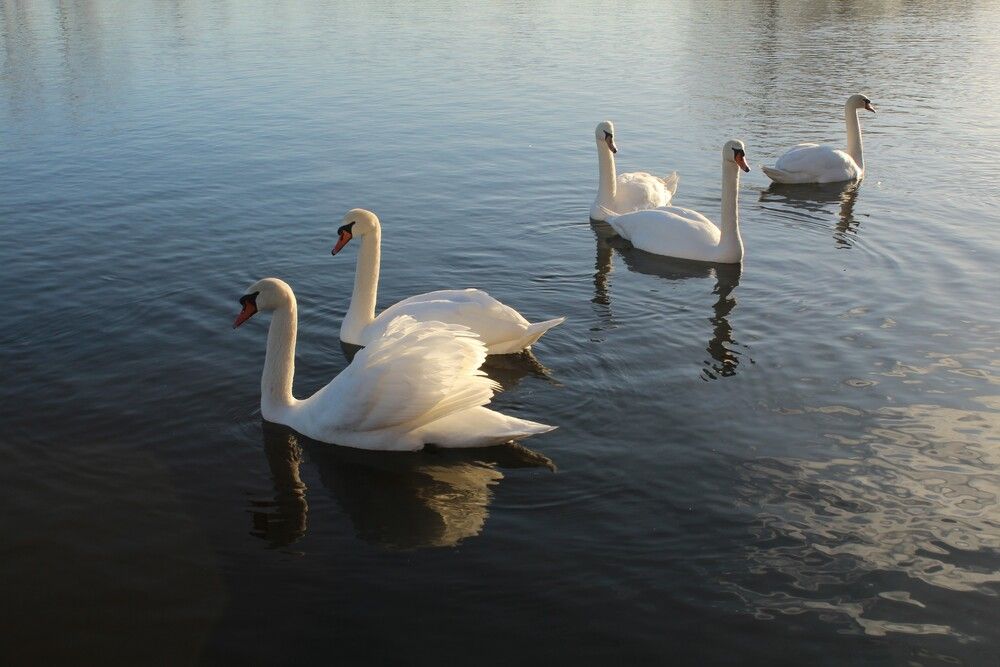 Photograph by Любовь Войводич