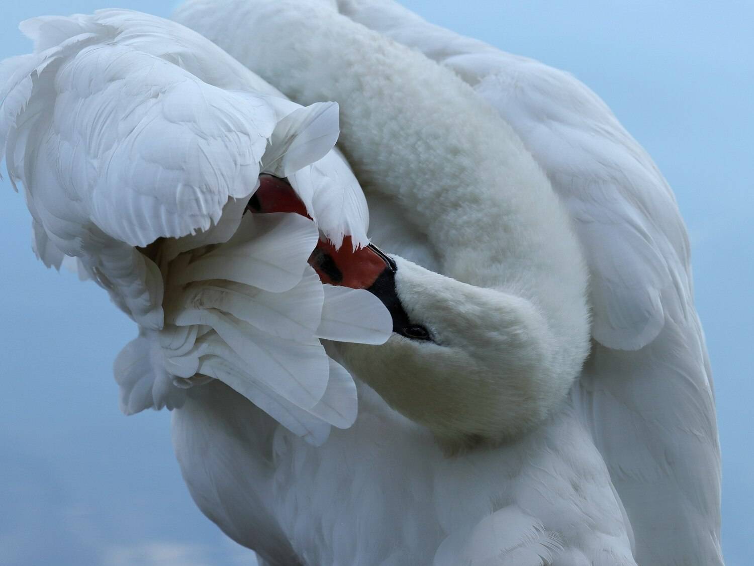 Photo #13303089