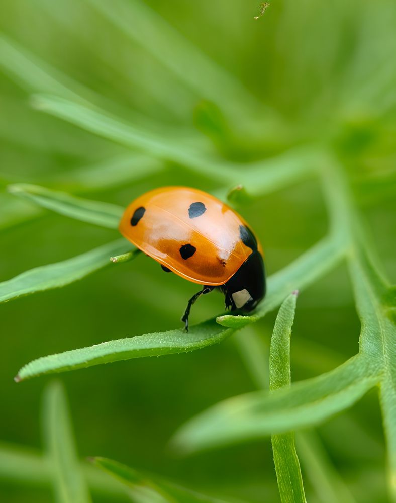 Photograph by Анастасия Семилетова