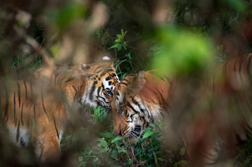 Photograph by Atul Sharma