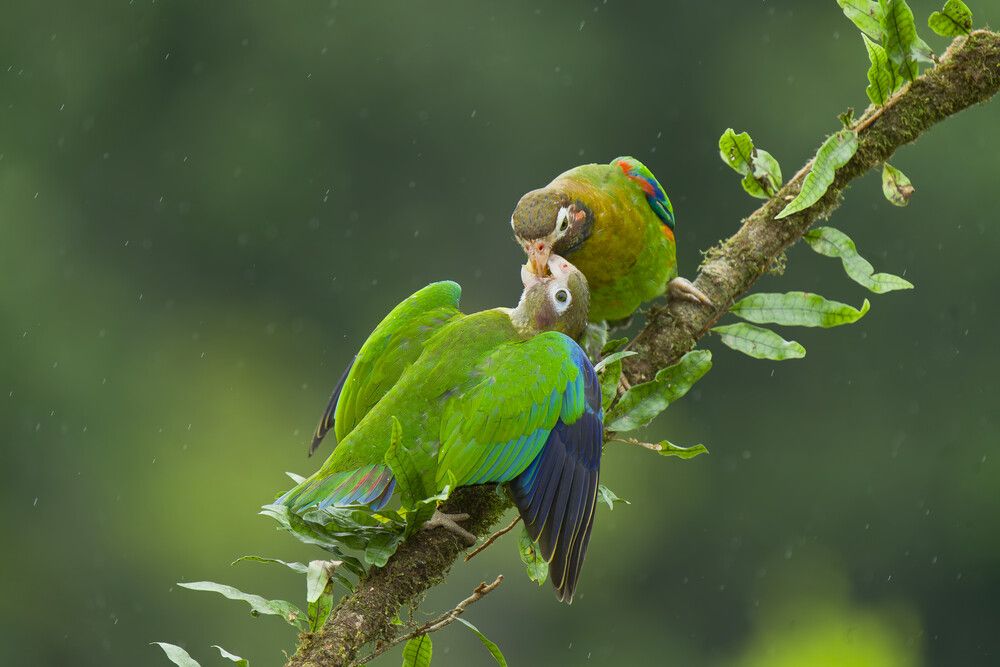 Nurturing in the Wild