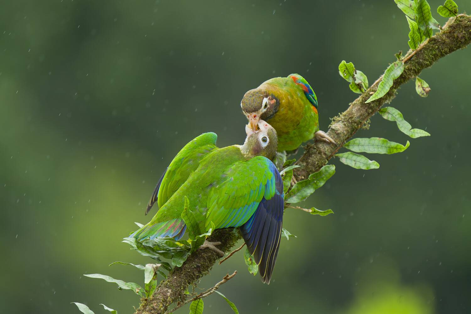 Nurturing in the Wild Nurturing in the Wild