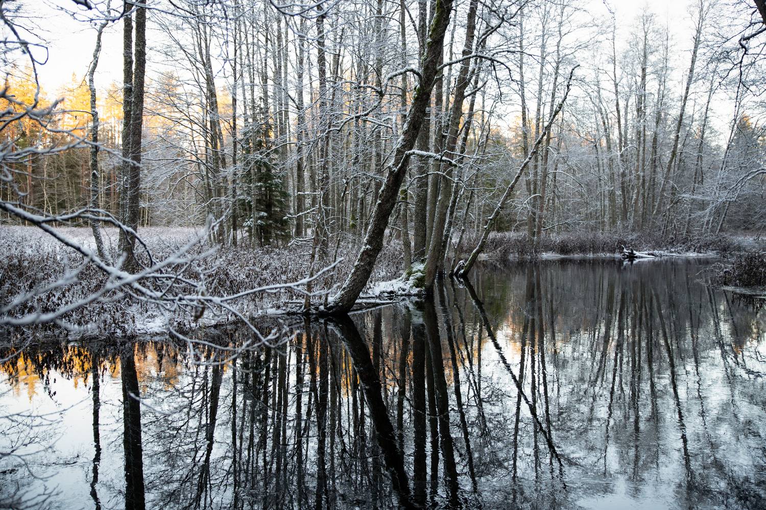 Stillness Between Trees Stillness Between Trees