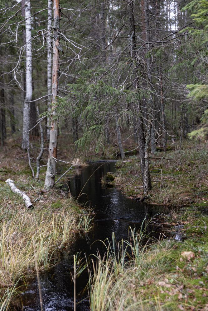 Фотография автора Одаренко Ольга