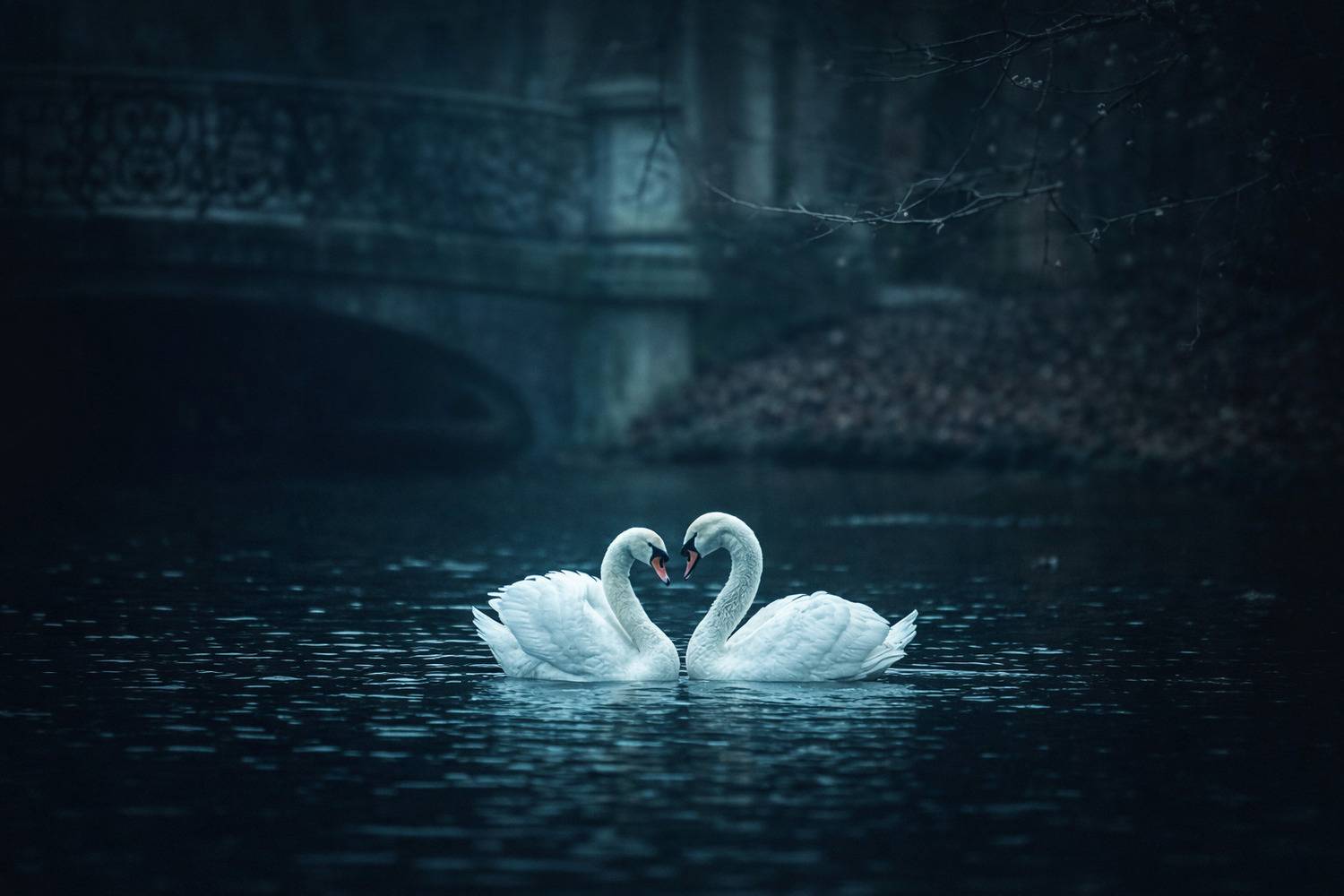 Swan love