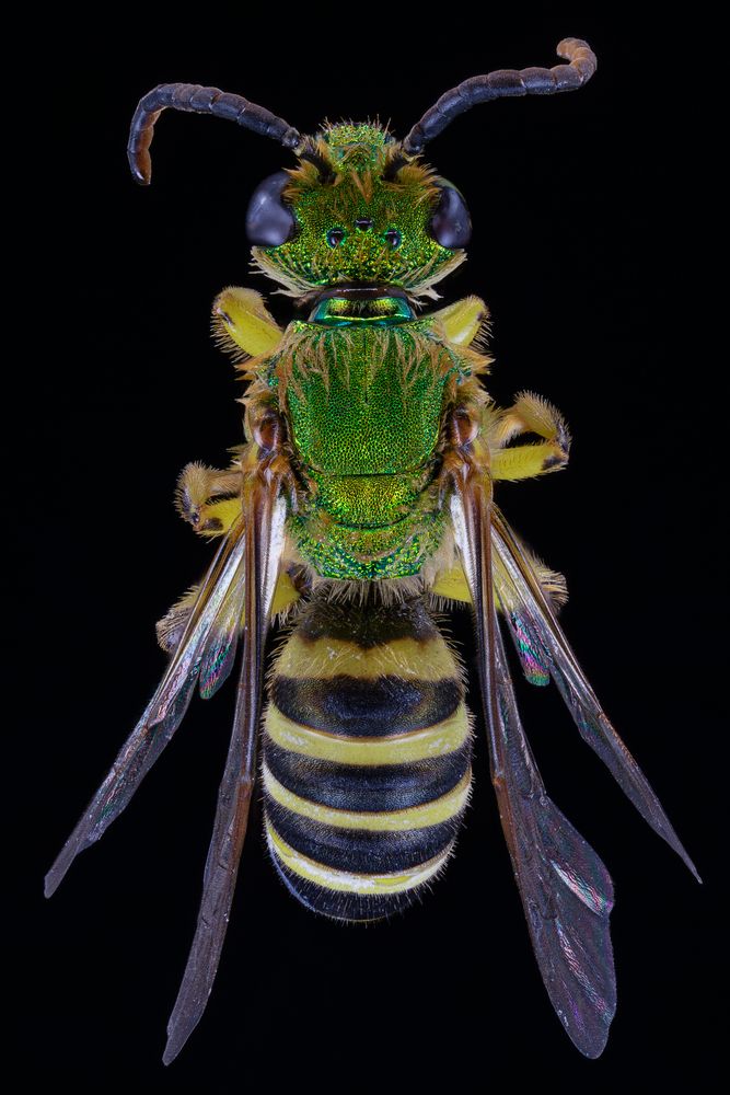 Striped Sweat Bee