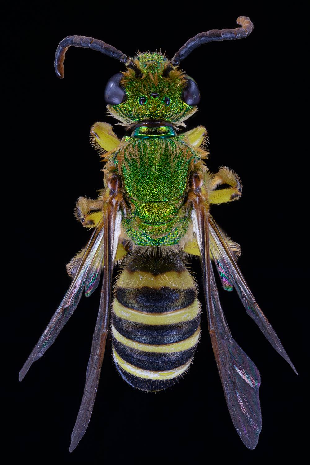 Striped Sweat Bee Striped Sweat Bee