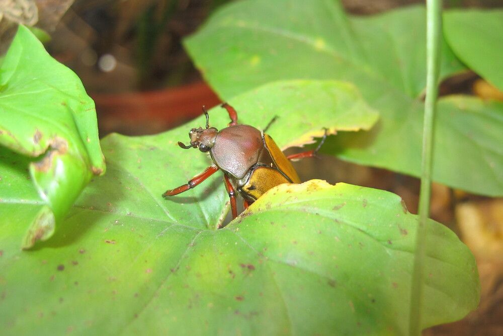 Фотография автора Игорь Семеновский