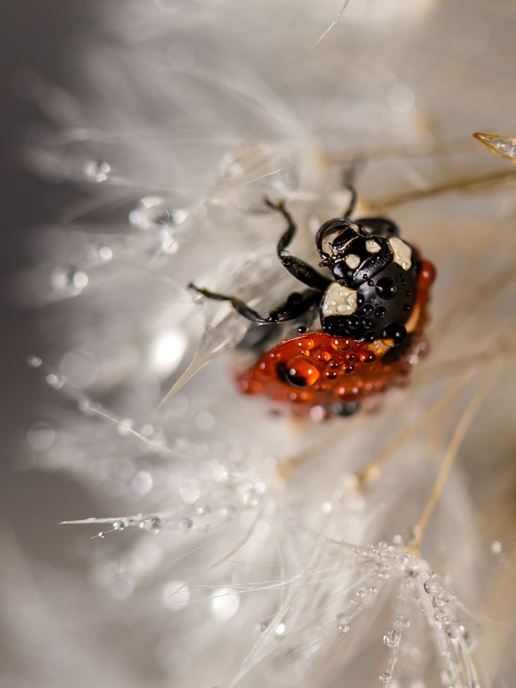 Photograph by Ксения Ершова