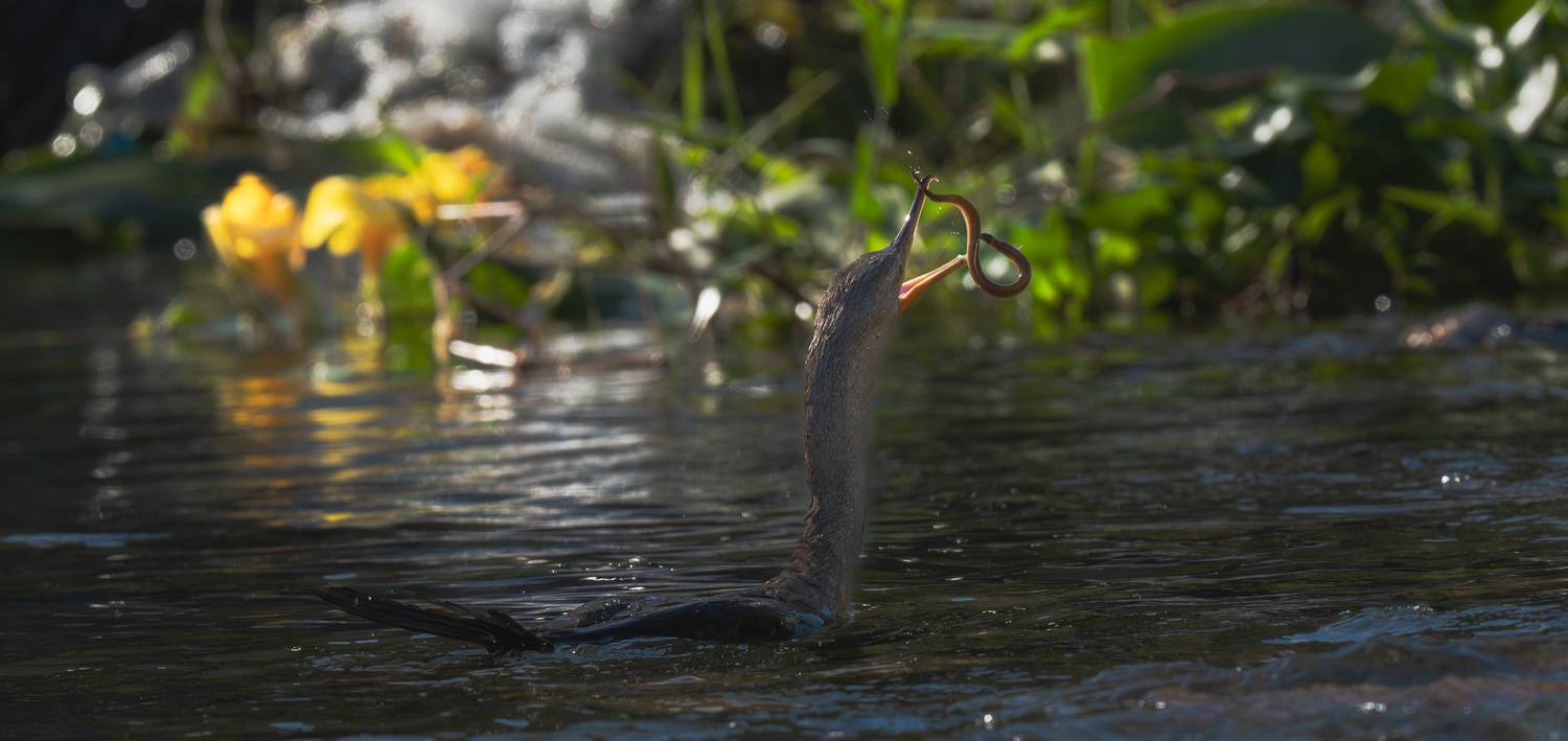 Play the game Play the game