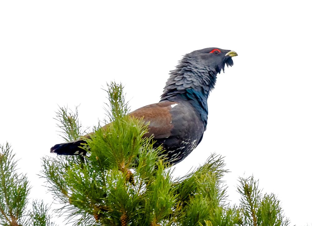 Photograph by Михаил Белоусов
