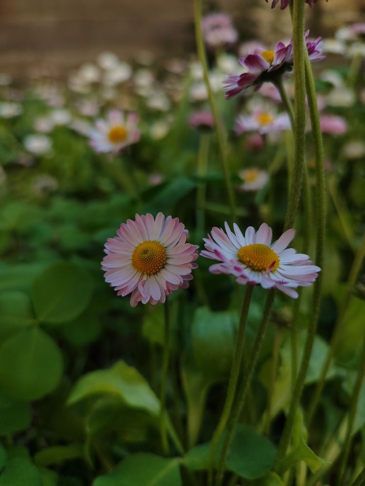 Photograph by Ажар