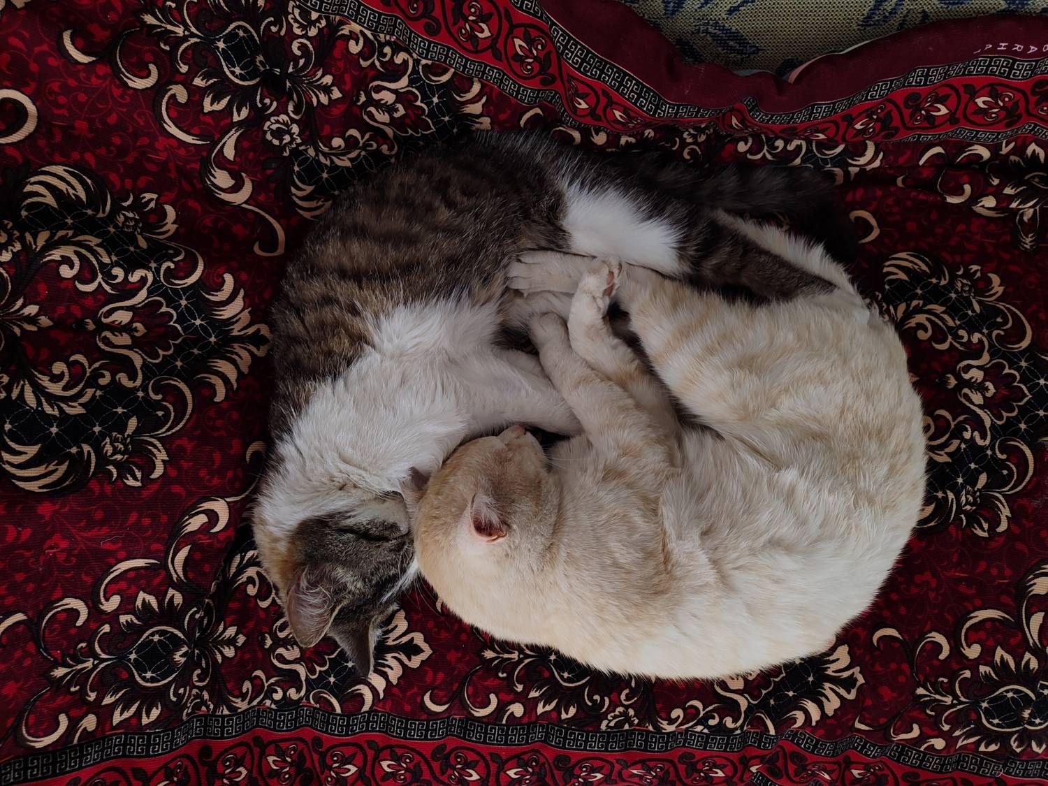 Photo #13304843