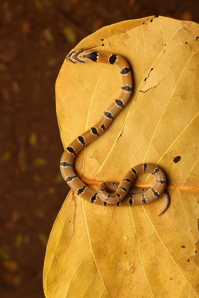 Serpent in Amber Silence