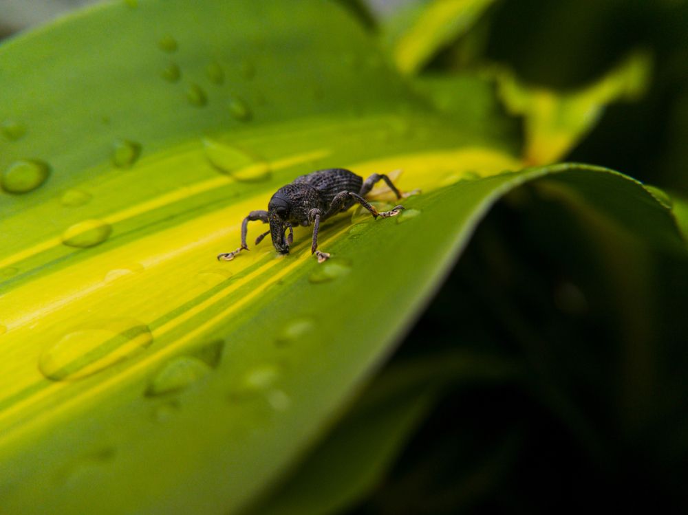 Photograph by Terence Ignatius