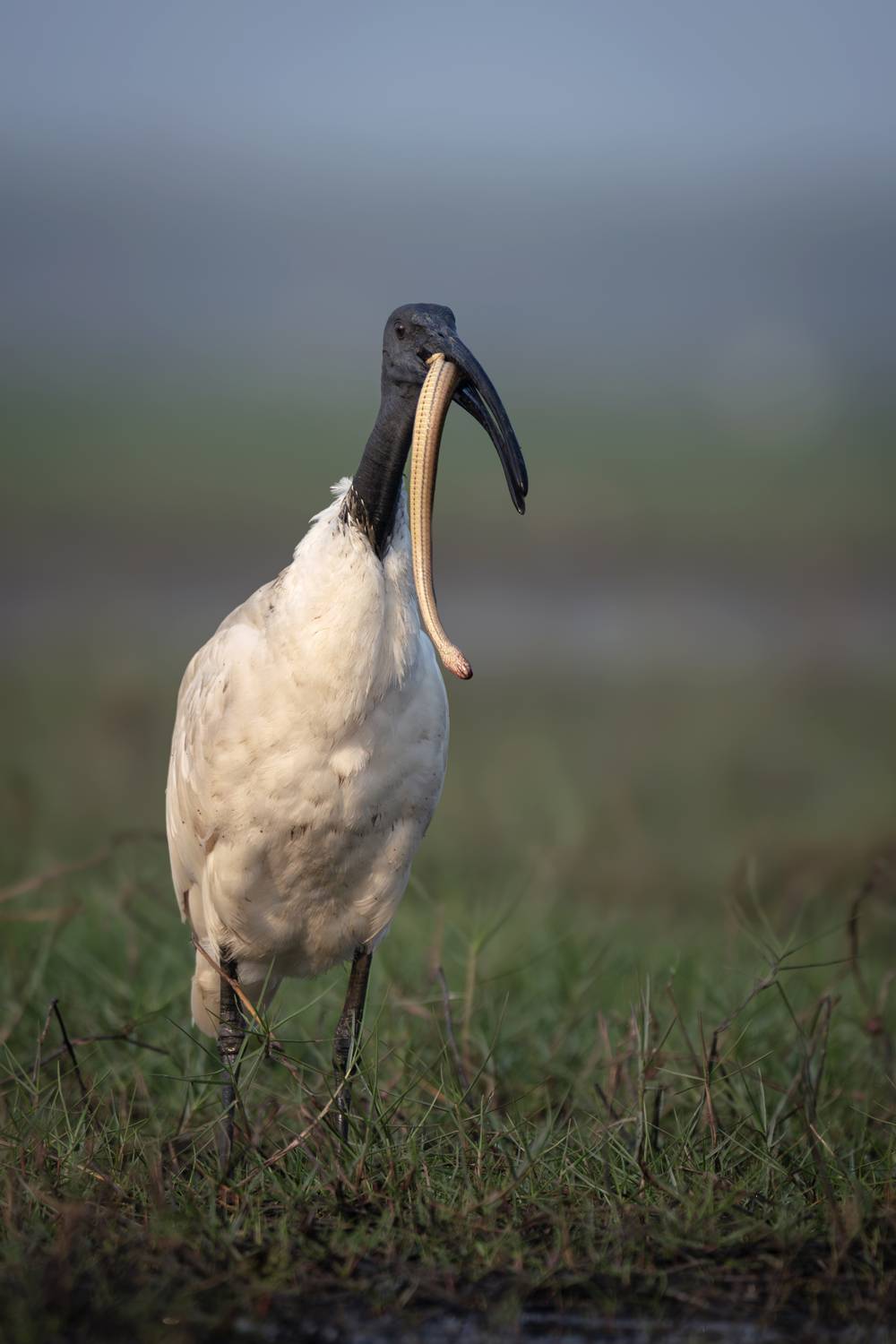 Black headed Ibis