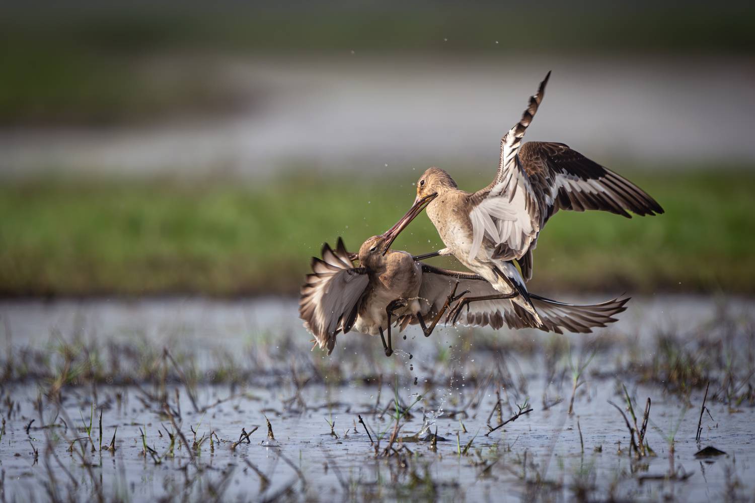 Black tailed Godwit territorial fight