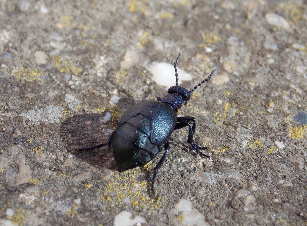 Photograph by Любовь Войводич