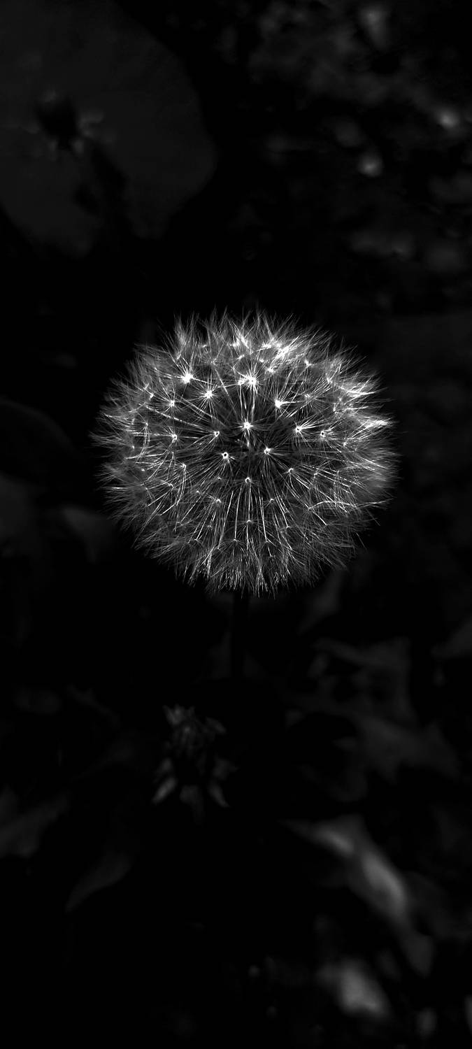 Photo #13305413