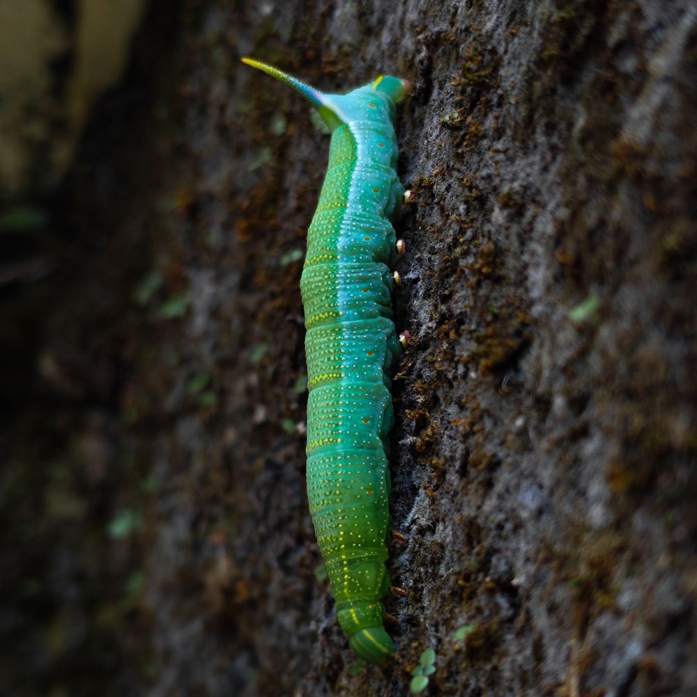 Фотография автора PARTHIV B KRISHNA Krishna